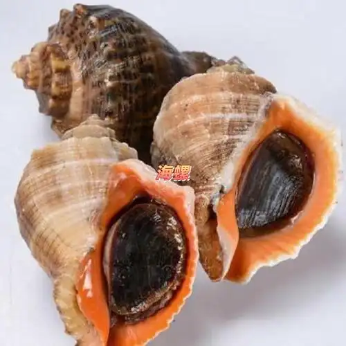 十种美味螺的营养功效