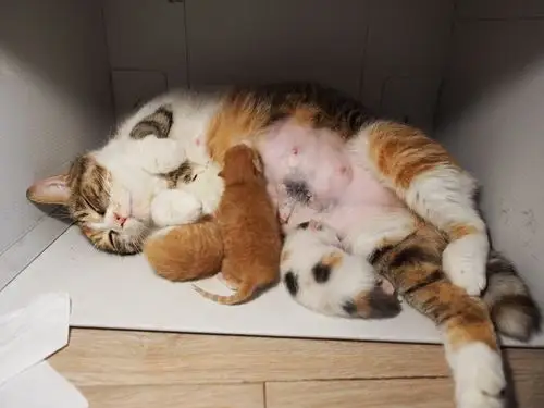 珠圆玉润开个帖子记录一下大肚子母猫