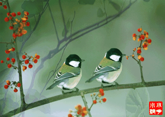 早上好最漂亮的鸟语花香为你开启美好的一天