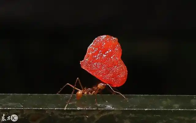 剪刀蚂蚁 送红色的爱心表白心中的女王
