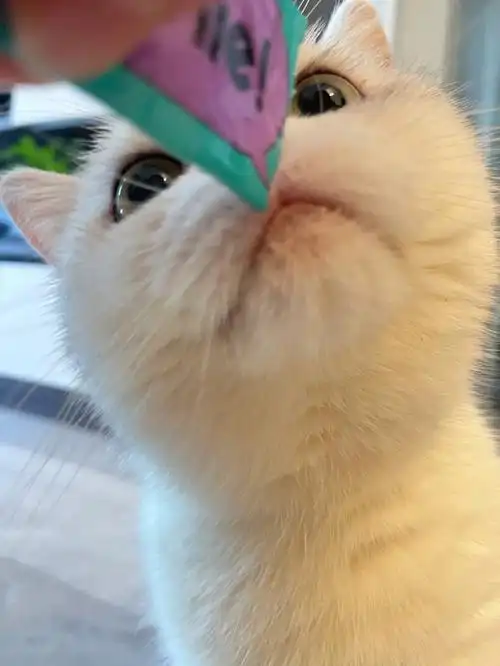 不过就是亿口冰冰猫条[吃瓜]《看我斗鸡眼》《jiojio用力》《珍惜粮食