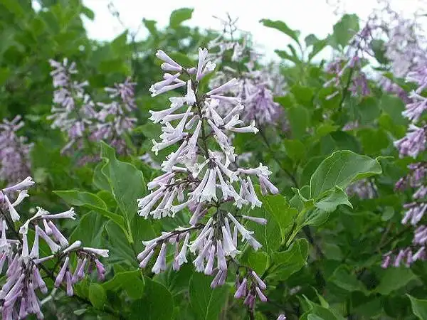 [分享]关东丁香资料下载