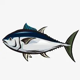 手绘线条金枪鱼图案