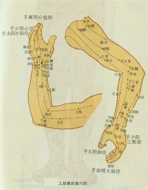 上肢部穴位