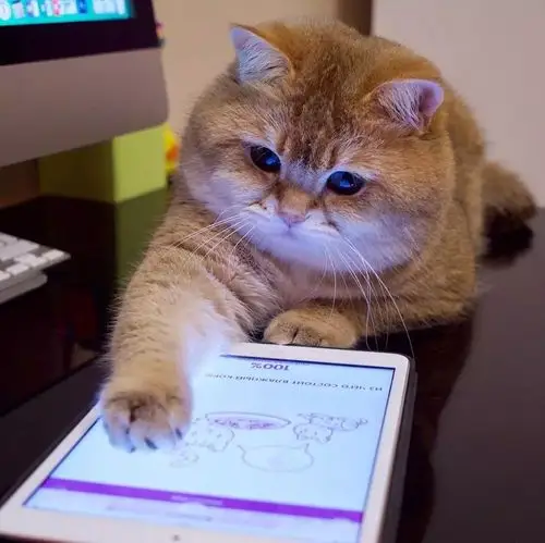 这只胖到忧伤的大脸喵,撞脸美国大明星,俘获了万千猫奴的心