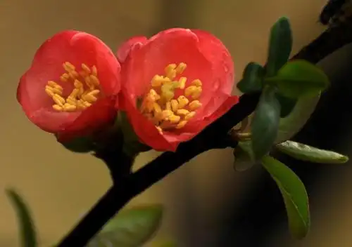 【木海棠摄影图片】鸳鸯溪畔屏南县生态摄影_太平洋电脑网摄影部落