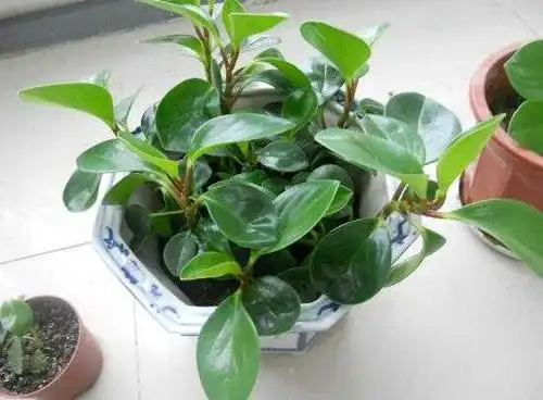 碧玉的花语是什么碧玉花的风水寓意