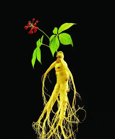 野人参清晰图片大全右边是家参