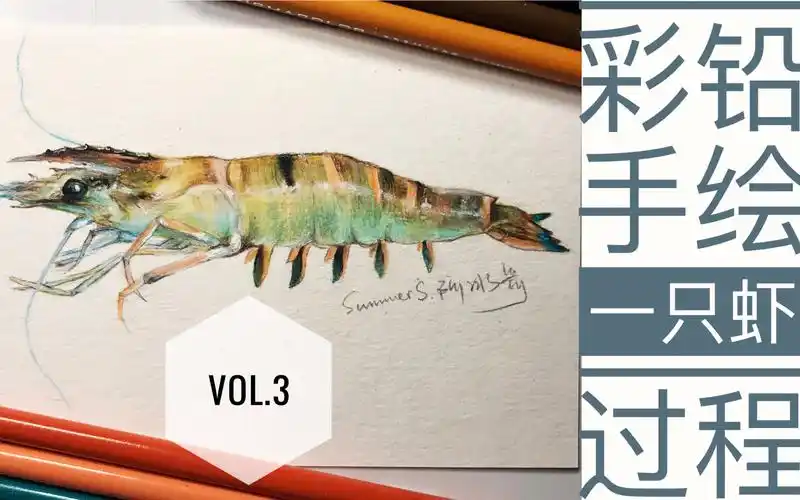 【彩铅】一只生虾的手绘过程
