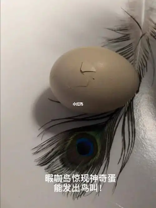 人工孵化的第二只小孔雀记录破壳全过程