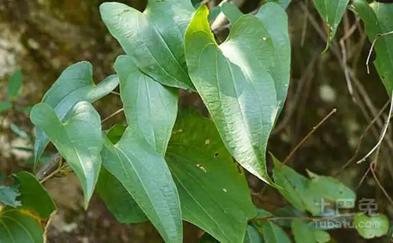 清热解毒有妙招白药子的功效与作用