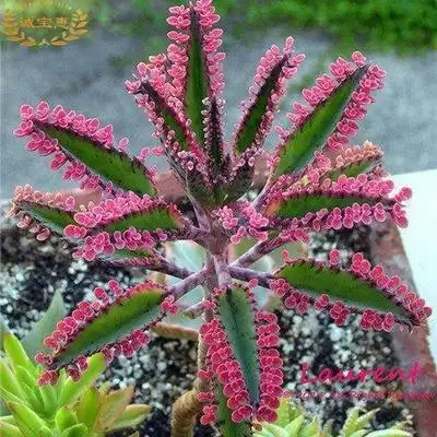 死鸟宽叶多肉植物老桩棒叶落地生根花阔多肉植物