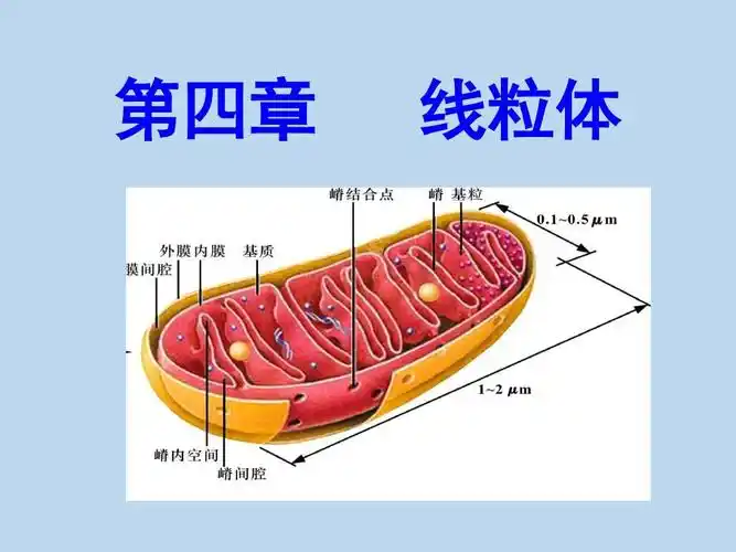> 线粒体