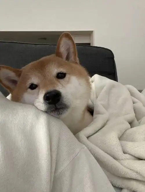 靠着这个肩膀,满满的安全感