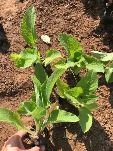 毛地黄毛地黄批发供应毛地黄基地直销毛地黄小苗