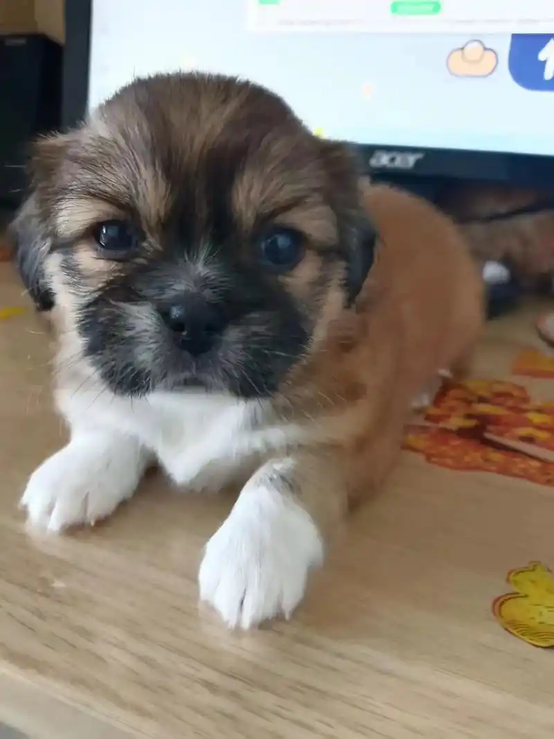 长春 两只田园犬 蝴蝶犬 京巴犬串串