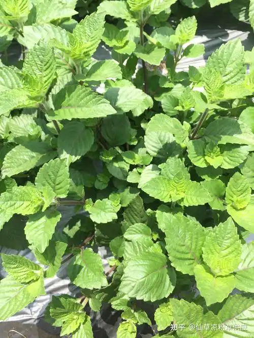 武平凉粉草仙草