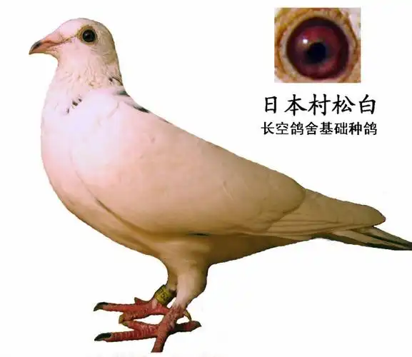 长空鸽舍-日本村松白