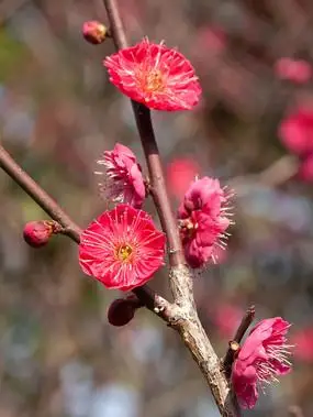 盛开的朱砂梅花朵