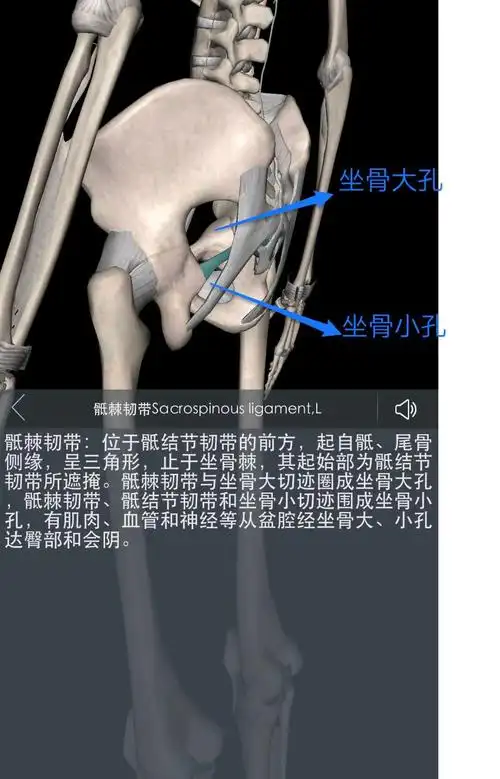 其实这根神经有时也被写成"坐股神经".由于它的走行经过坐骨大孔.
