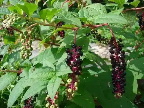 商陆根也叫土红参或者见肿消,是一种功效出色的中药材,来源于野生植物