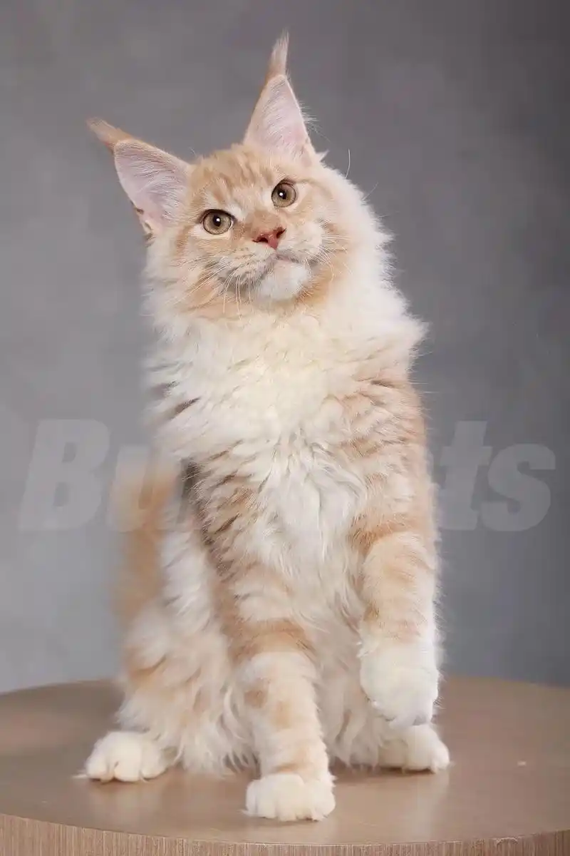 红虎斑色的缅因猫也太好看了吧 - 抖音