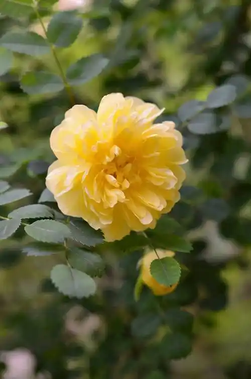 黄玫瑰很温馨,养好黄玫瑰,要做好这几点_黄刺玫_植物_盆栽