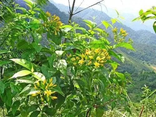 说说它的俗称,我就相信有的小伙伴应该有一些记忆了,这就是"断肠草"