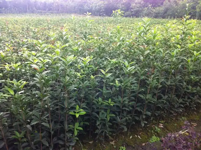 桂花小苗批发福建精品桂花苗漳州基地直供规格全