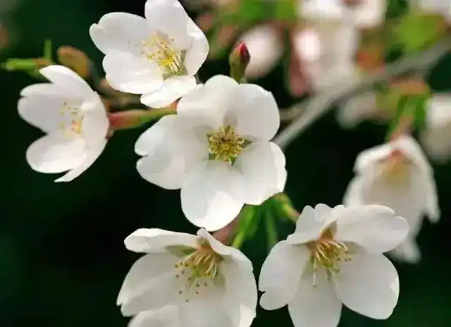 樱花梨花桃花如何区分(怎么识别桃花杏花)(29)