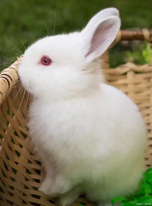 了解兔子耳朵的形态与功能