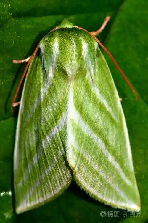 绿色银线飞蛾伪唇飞蛾