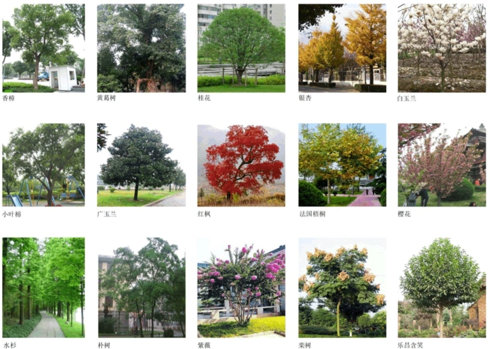 景观常用植物集合高清彩图