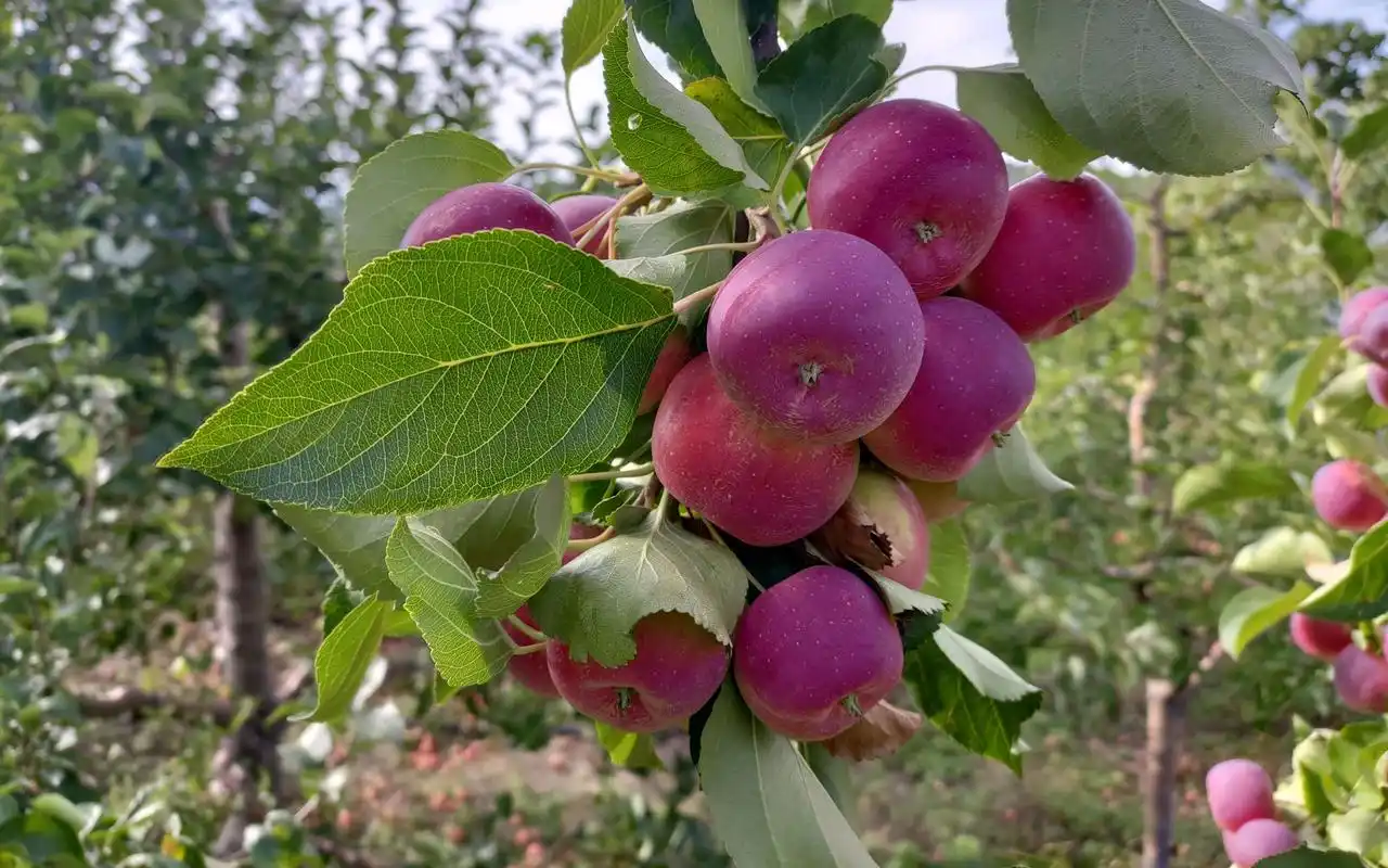黄安坨村农业科技加持下的山村转型模板