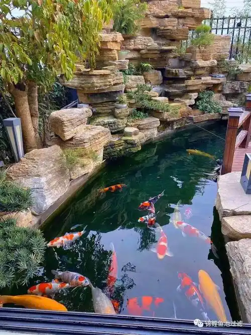 高档精致美观的庭院鱼池是什么样的?_设计_鱼儿_假山