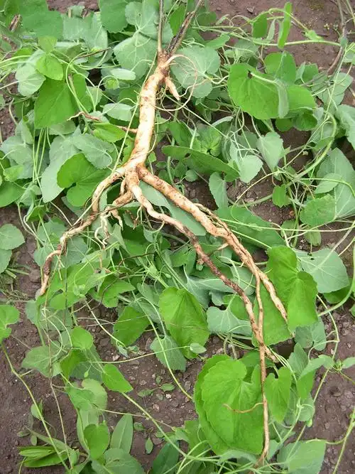 西洋参和花旗参的功效与作用及禁忌_草参的功效与作用禁忌_花旗参泡水