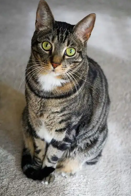 狸花猫在你家过得"幸福",会有这7个迹象,藏不住的!