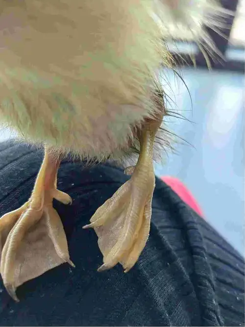 16小鸭子突然脚有一点肿,只有一边.