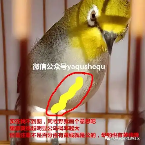 震惊养鸟圈非常全面的挑选绣眼指南