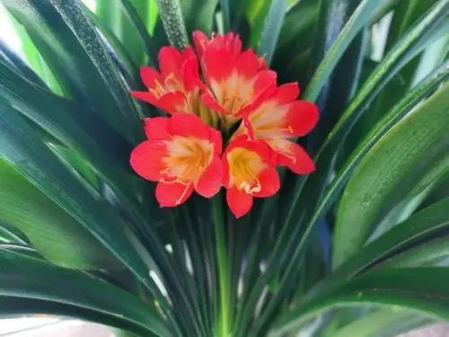 君子兰 ,花型精美,宛如人工雕琢般,叶片大气厚实,整体株型带有儒雅