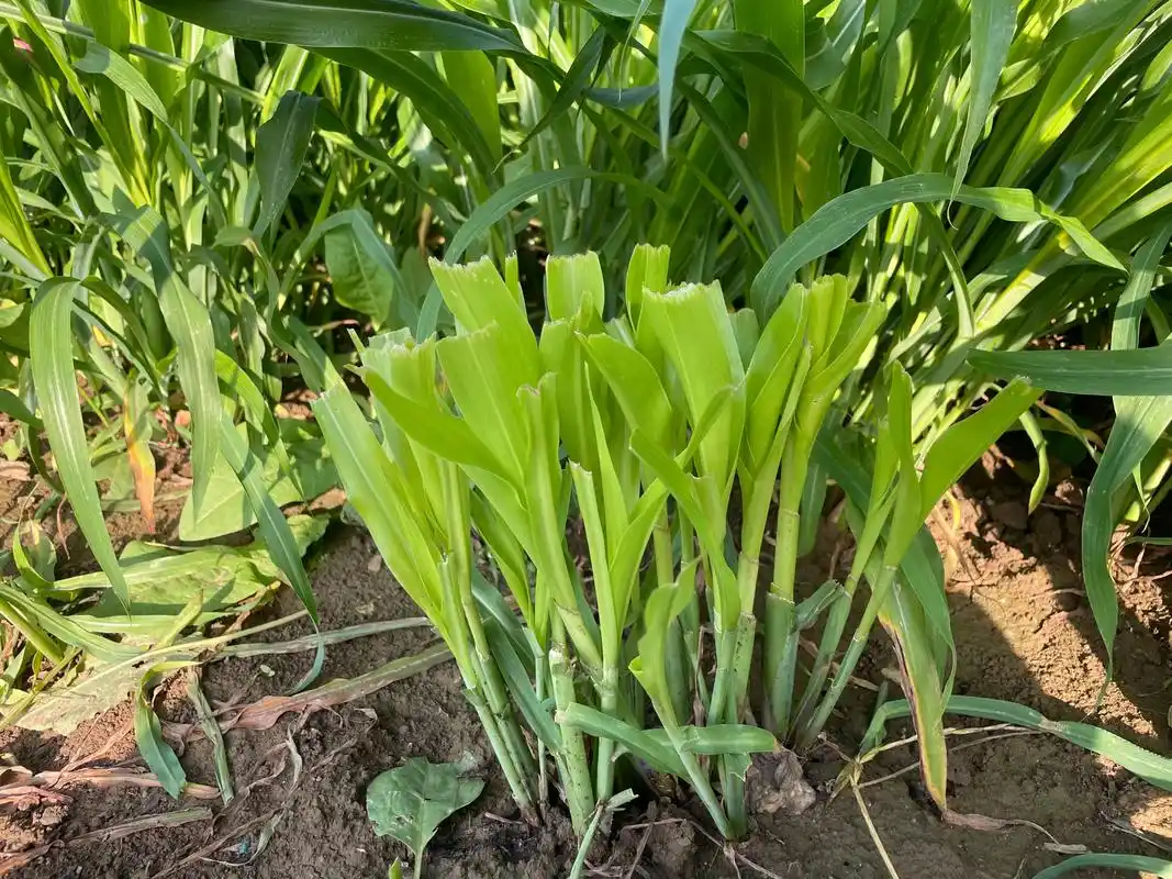 "高产冠军"墨西哥玉米草收割有哪些注意事项?25天能割一次?