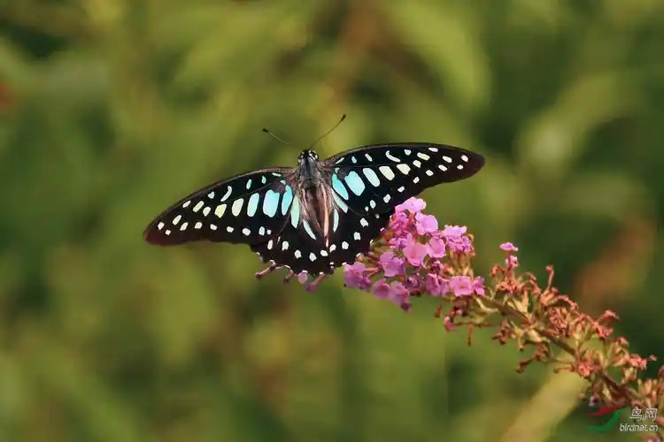 蝶恋花银钩青凤蝶