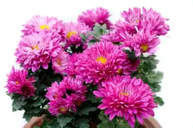 紫色的矮型四季菊