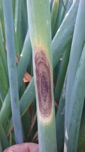 请问专家大葱得的什么病