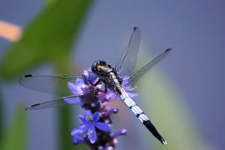 03原创大蓝蜻蜓