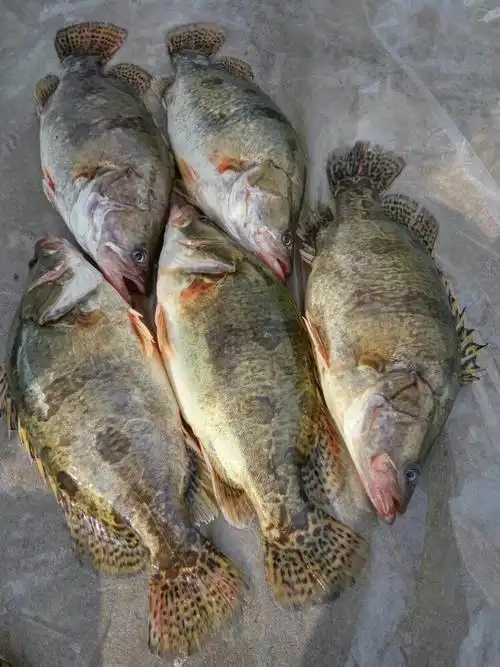 镜泊湖纯湖鱼.有用的请联系我微信:13766623711