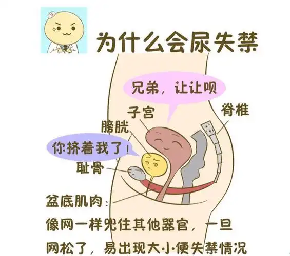尿失禁让人感到羞耻,临床数据显示,产后女性尿失禁的可能性较高|尿道