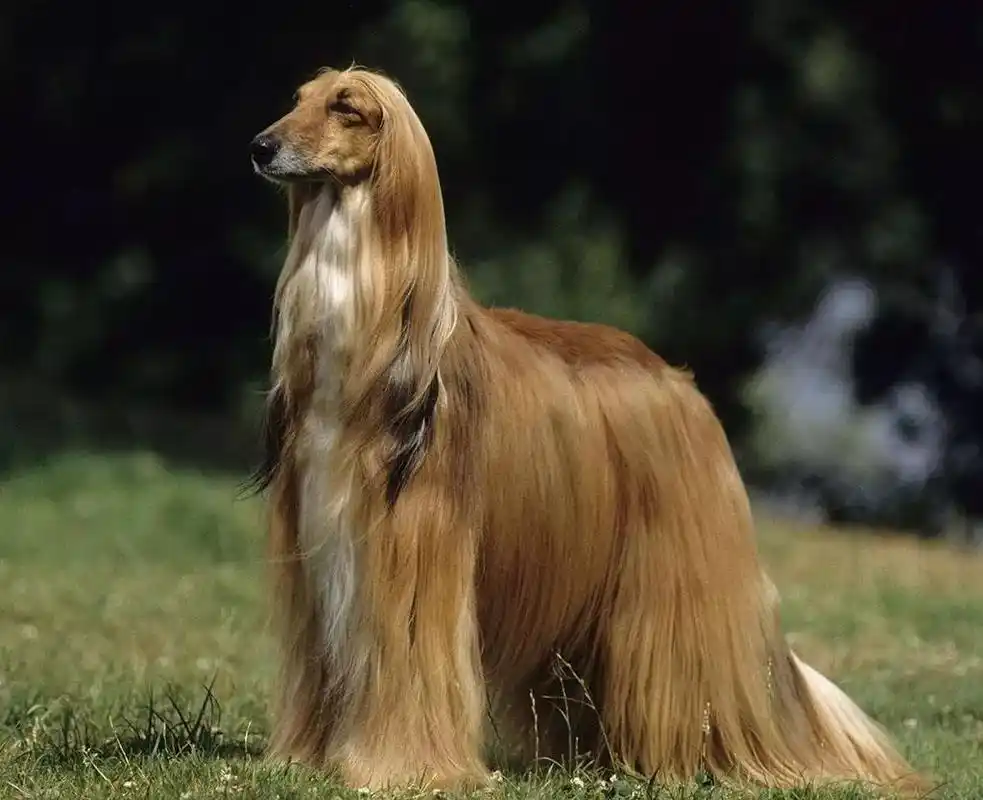 汪世界名犬驾到旺旺旺