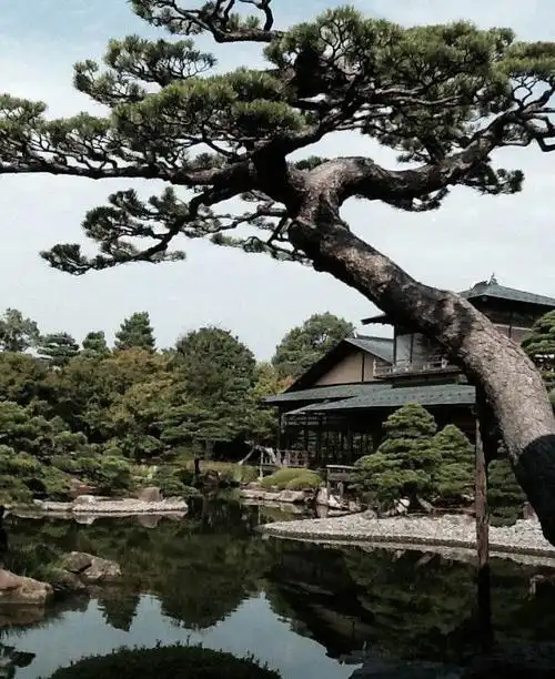 *高丽人参#高丽人参,吉备酵素原料之一,出自大根岛的由志园,庭院不大