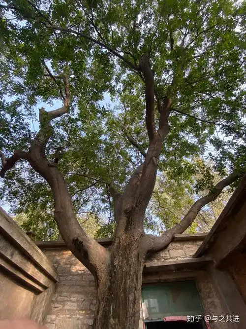 哪有大皂角树请告知下地址谢谢